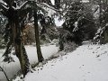 more snow nov 2019 022